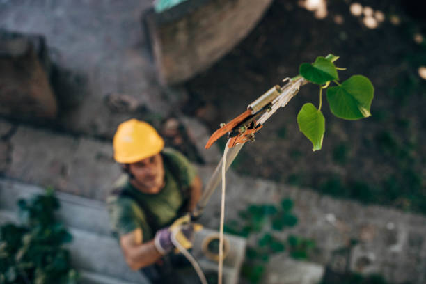 Best Arborist Consultation Services  in Mukilteo, WA